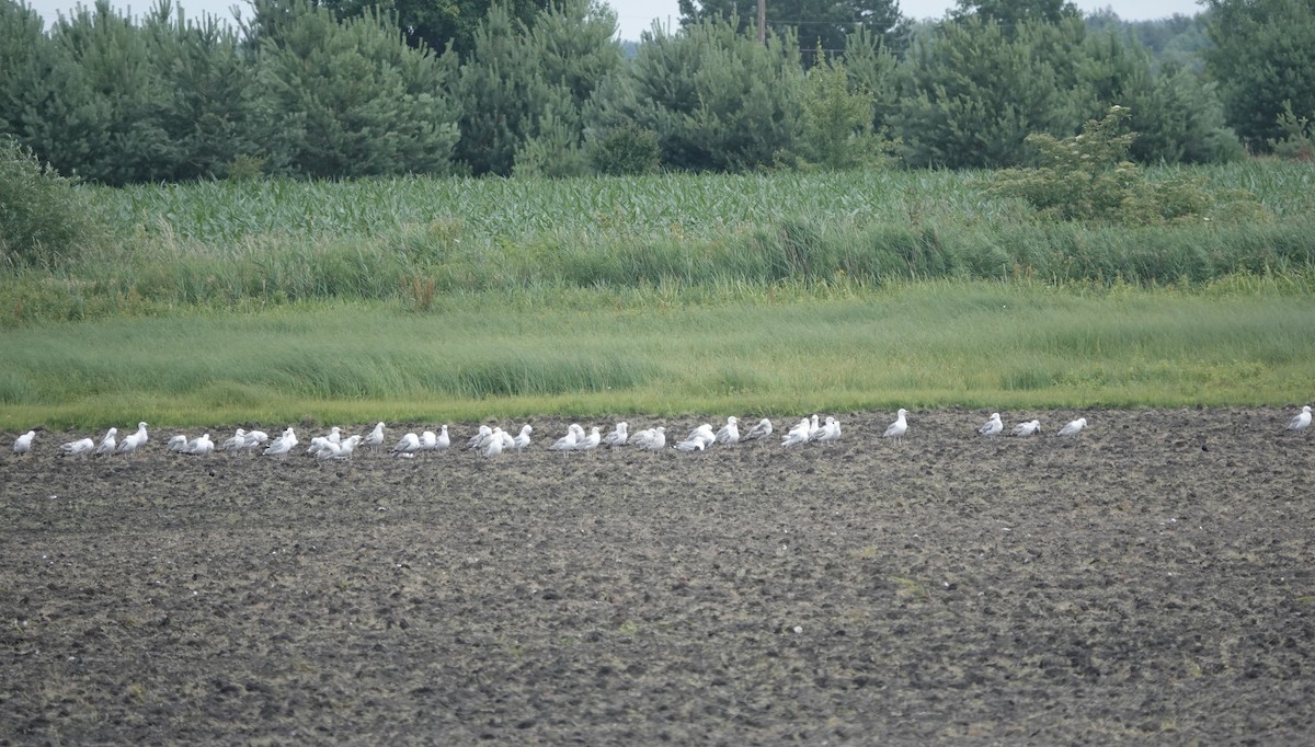 Caspian Gull - Howard Laidlaw