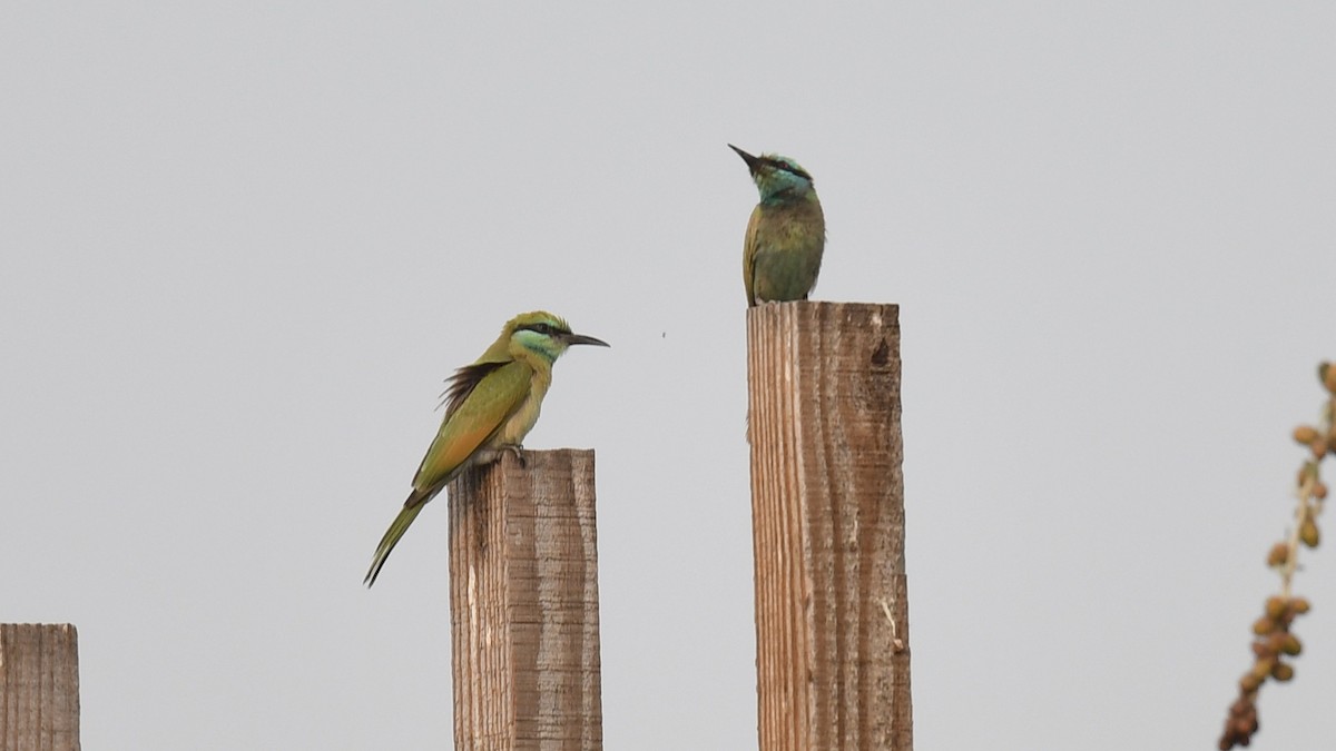 Arabian Green Bee-eater - ML620780068