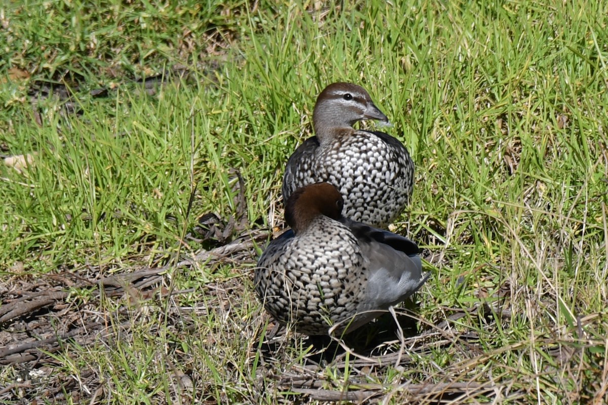 Maned Duck - ML620780070