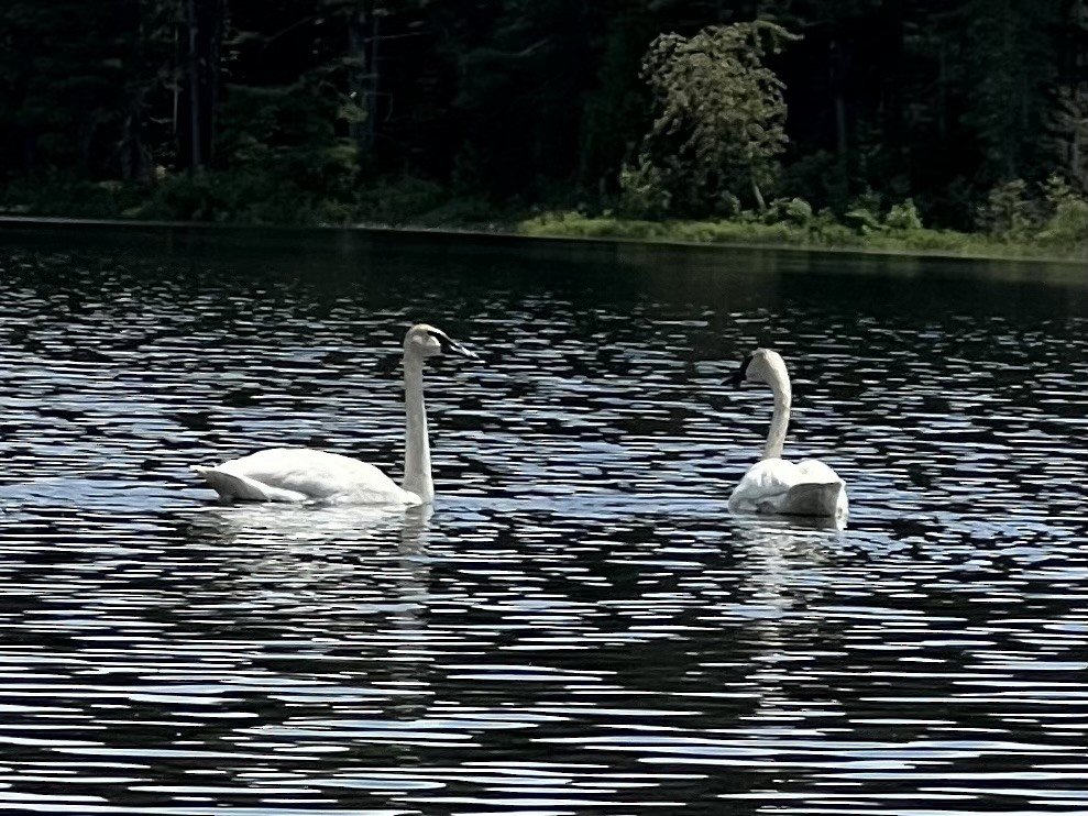 Trumpeter Swan - ML620780072