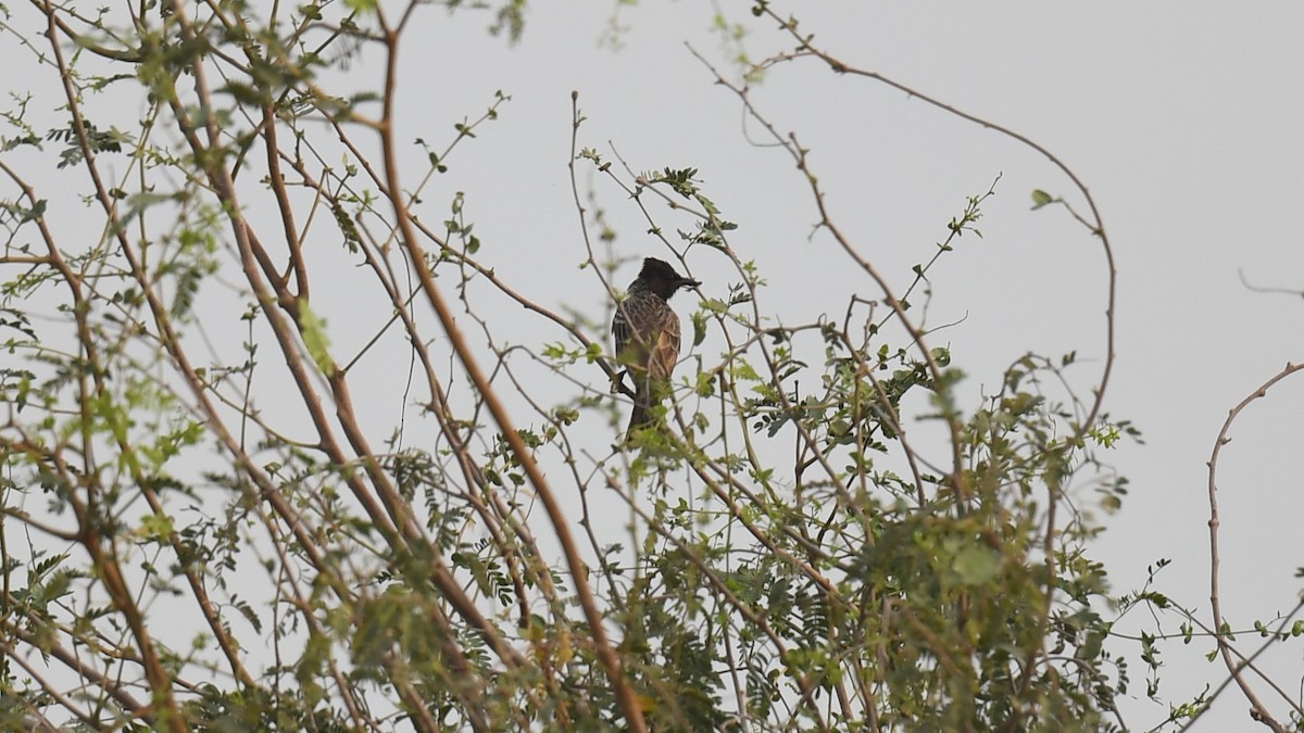 Red-vented Bulbul - ML620780073