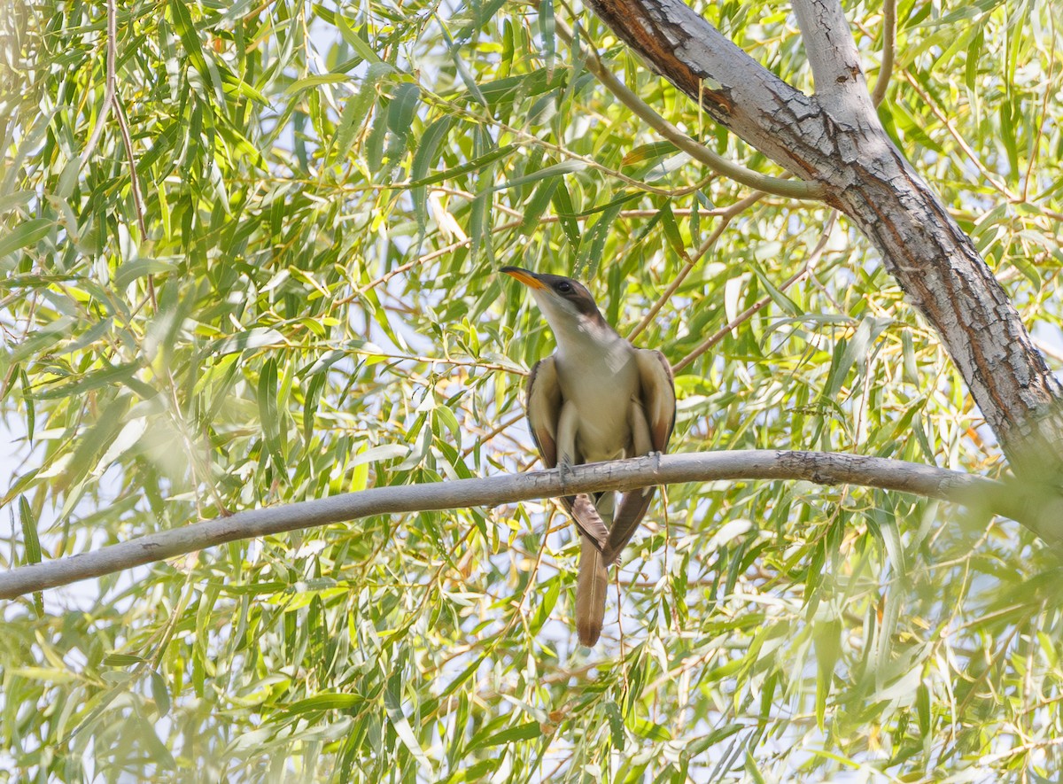 Yellow-billed Cuckoo - Chezy Yusuf