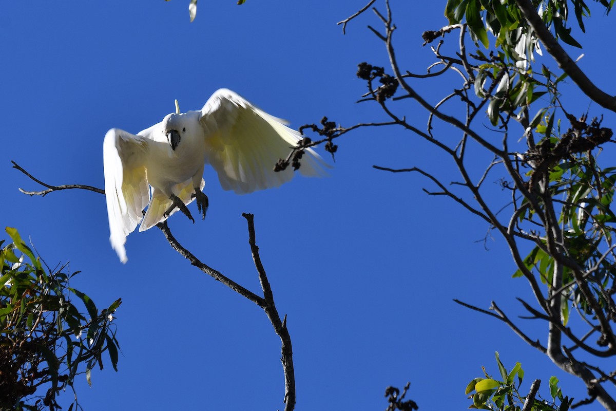 Sulphur-crested Cockatoo - ML620780080