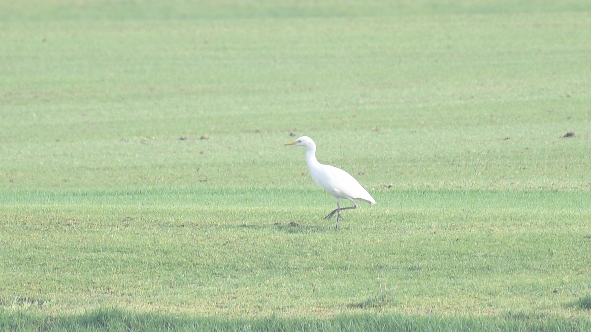 Western Cattle Egret - ML620780083