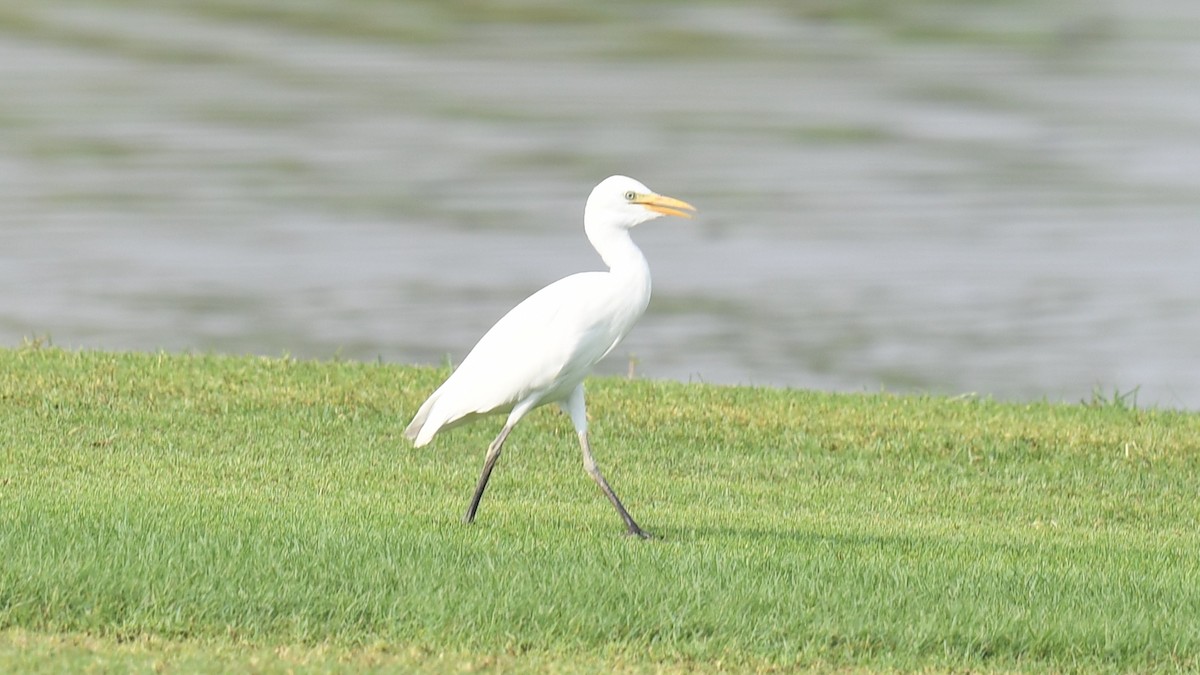 Western Cattle Egret - ML620780084