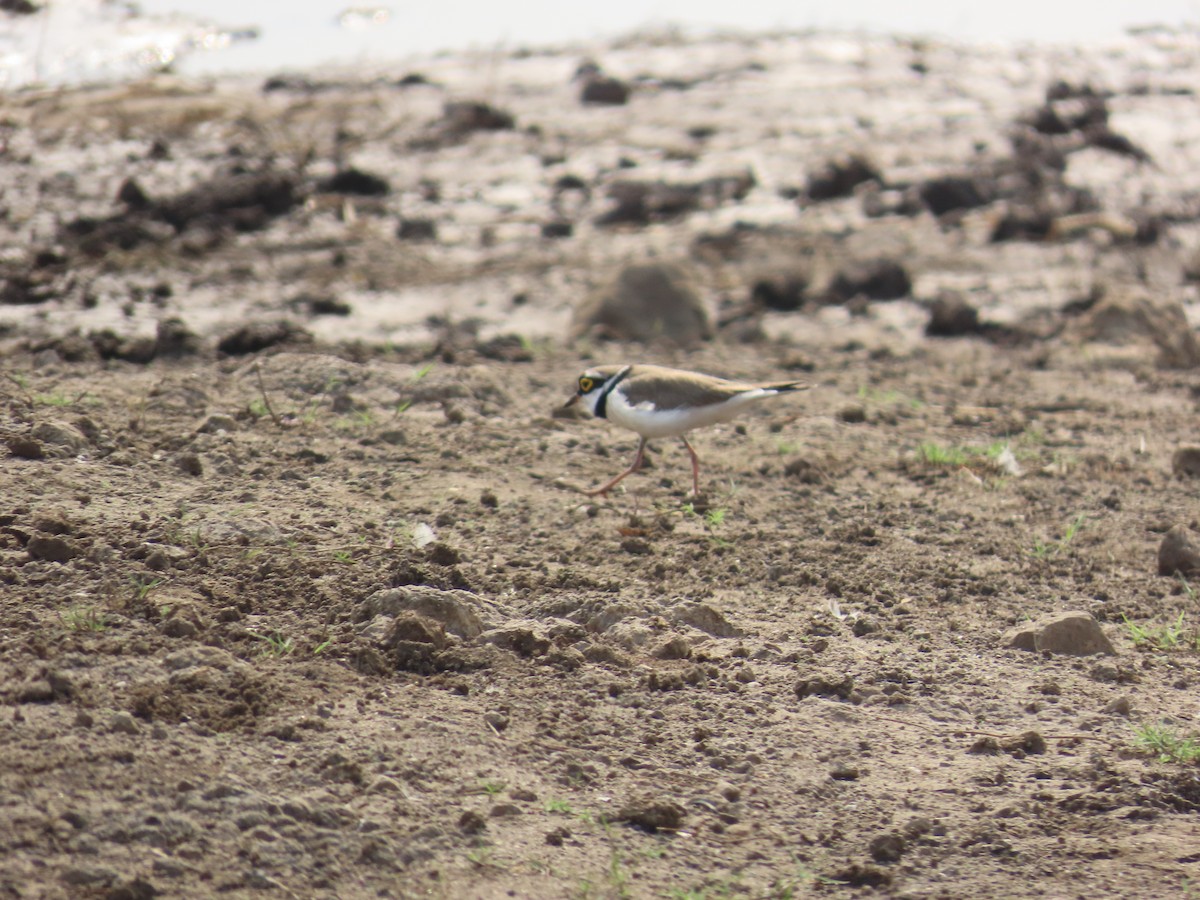 Little Ringed Plover - ML620780085