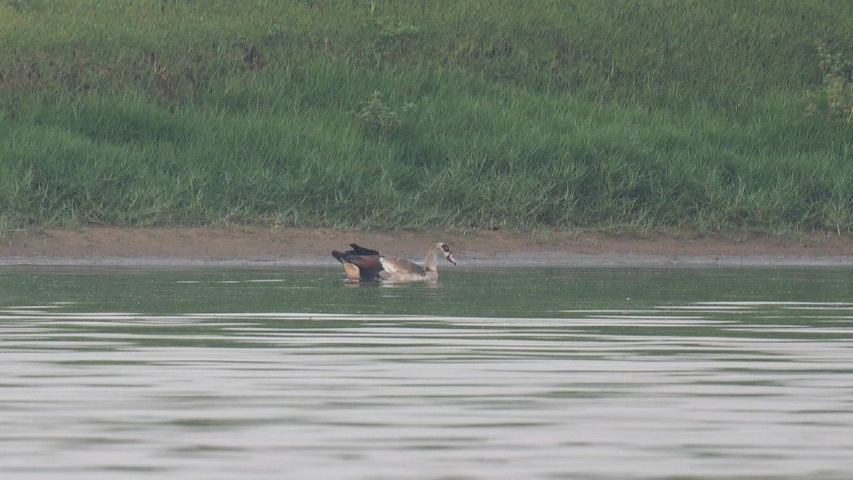 Egyptian Goose - ML620780086