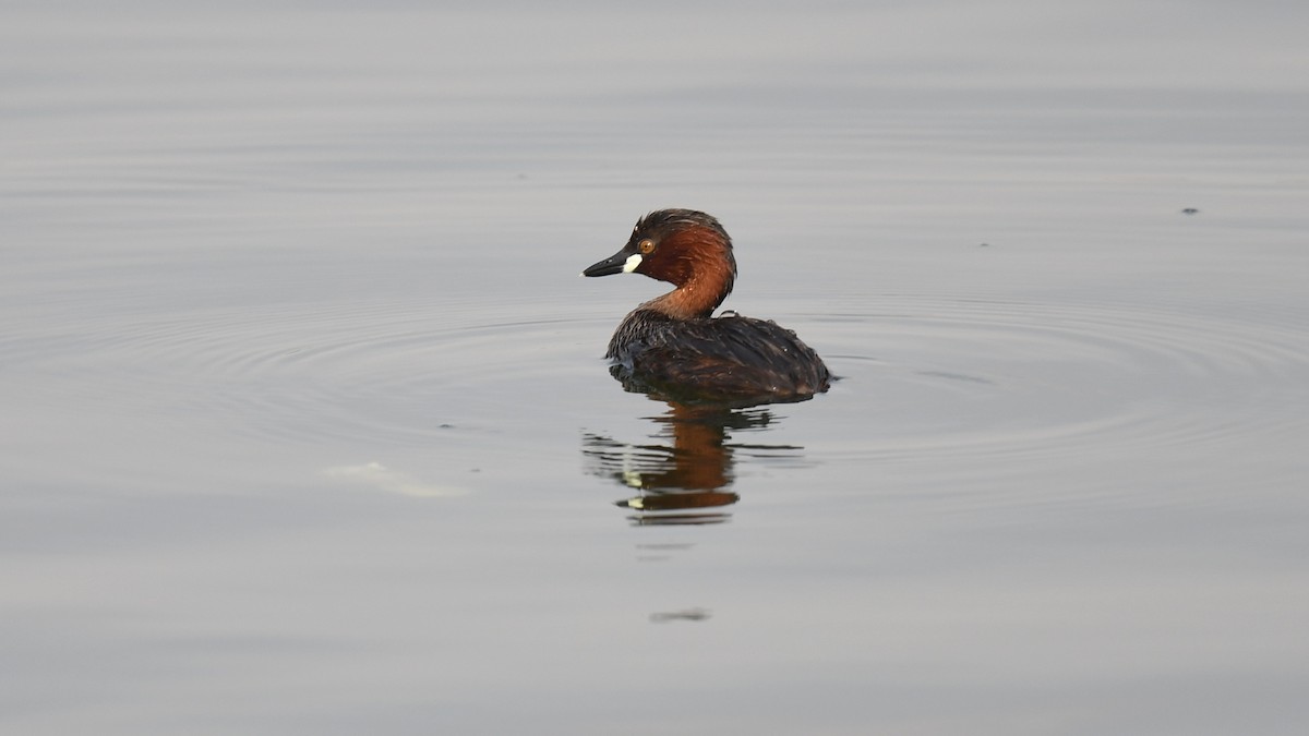 Little Grebe (Little) - ML620780087