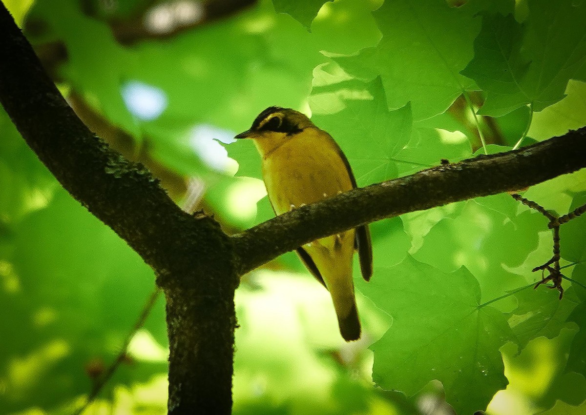 Kentucky Warbler - ML620780090