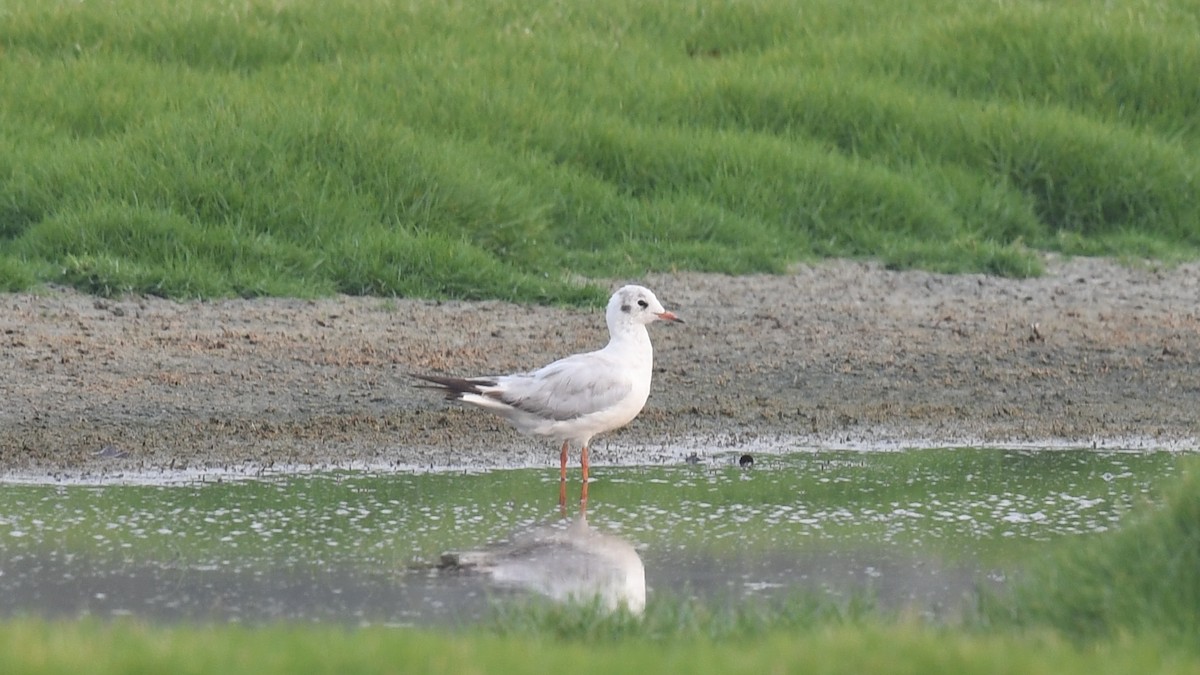 Black-headed Gull - Vlad Sladariu