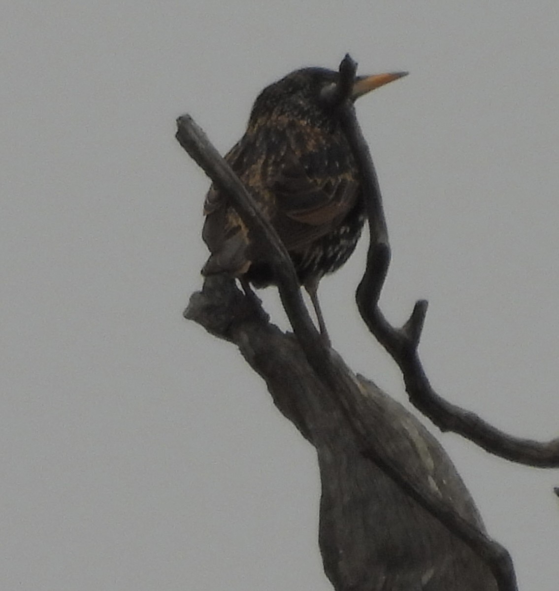 European Starling - Maylene McLeod