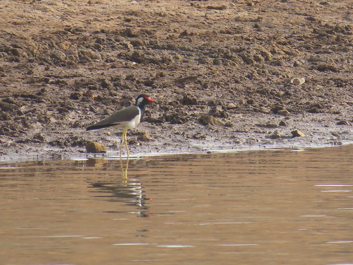 Red-wattled Lapwing - ML620780101