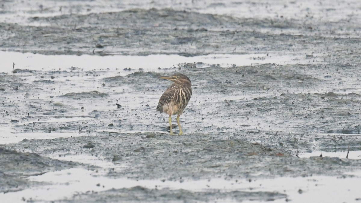 Striated Heron (Old World) - ML620780102