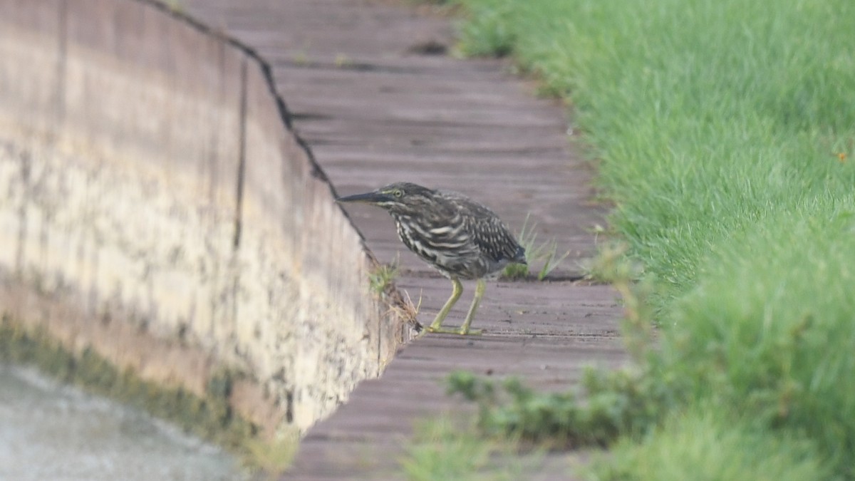 Striated Heron (Old World) - ML620780103