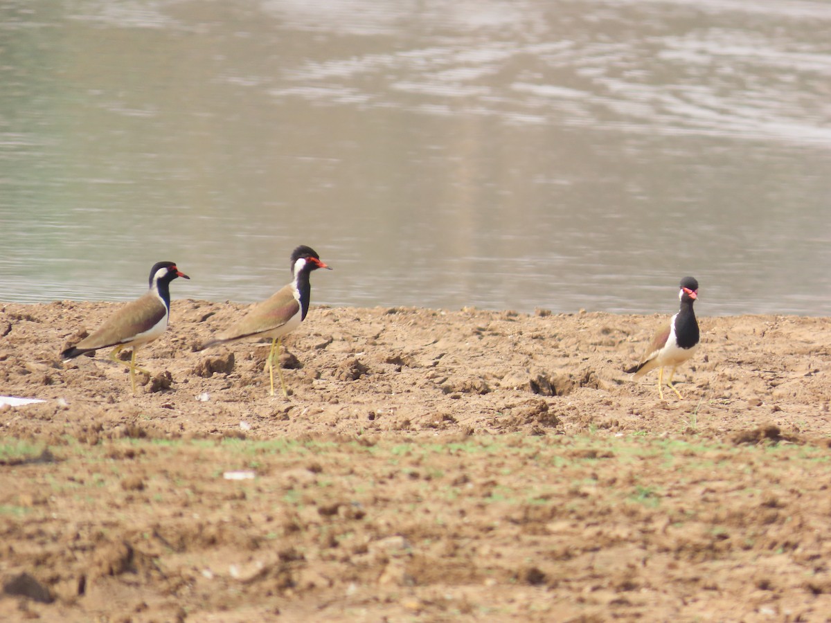 Red-wattled Lapwing - ML620780104