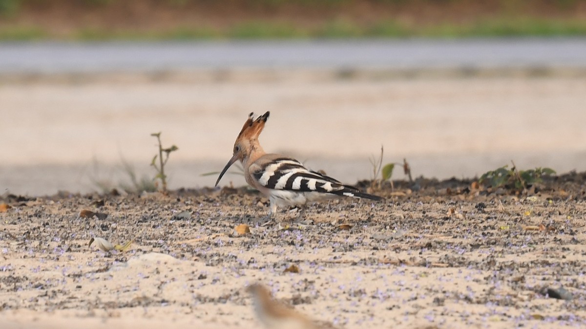 Eurasian Hoopoe (Eurasian) - ML620780106