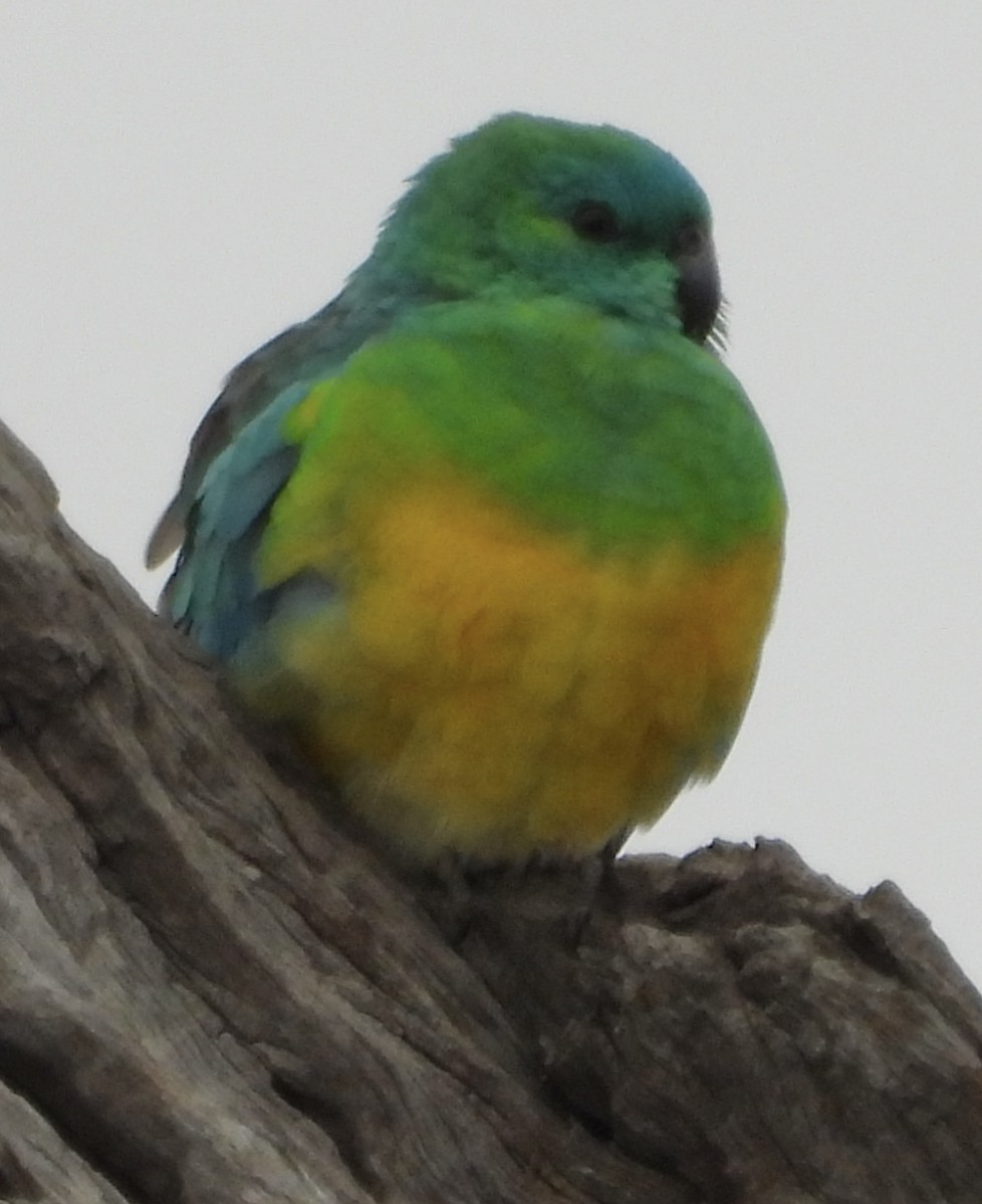 Red-rumped Parrot - ML620780108