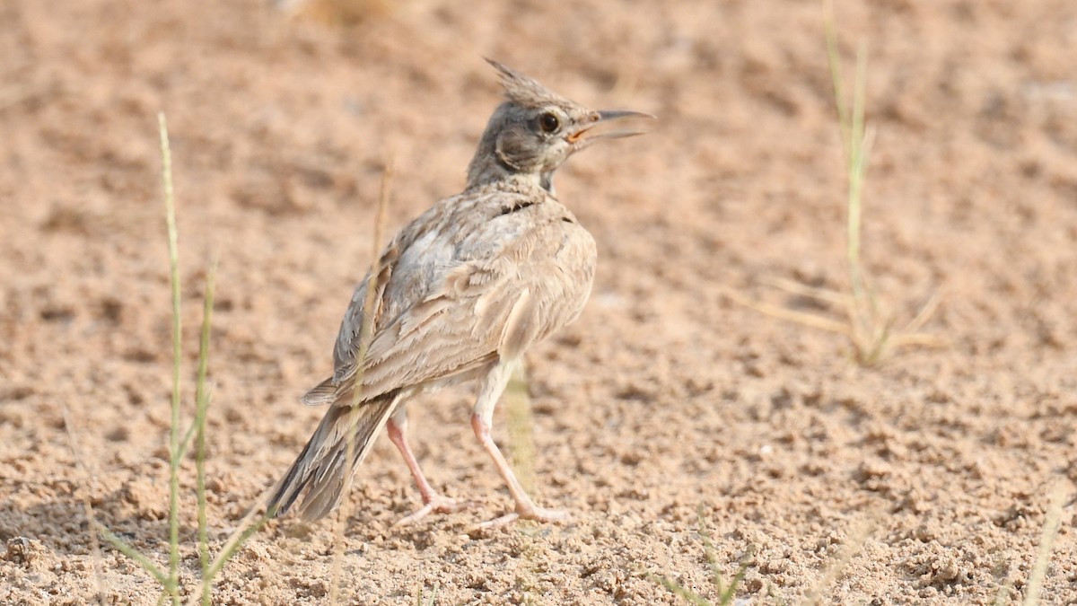 Crested Lark - ML620780109