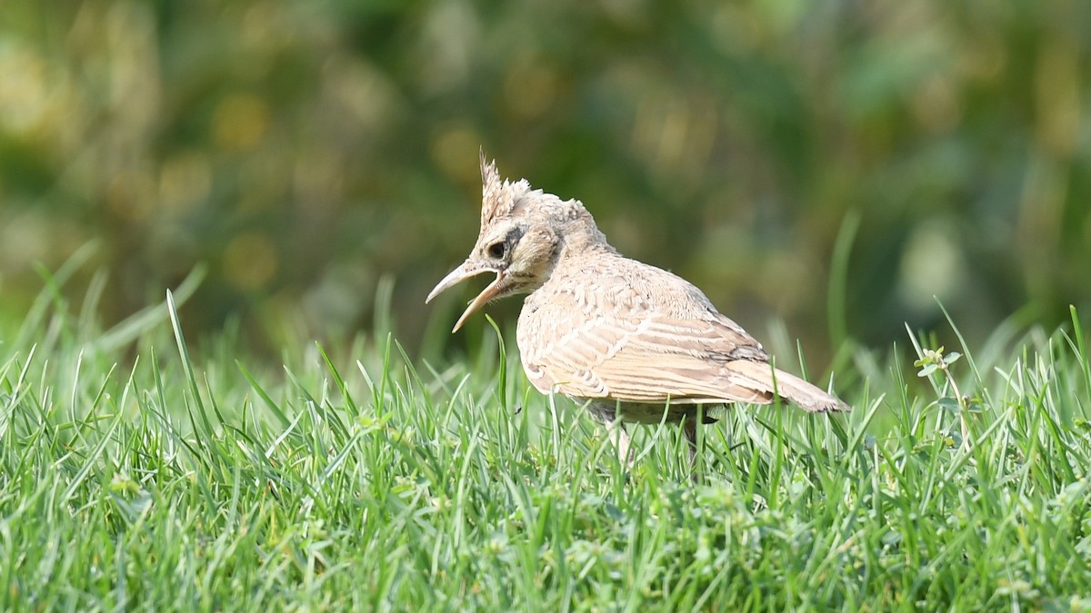 Crested Lark - ML620780111