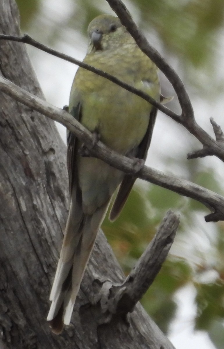 Red-rumped Parrot - ML620780112