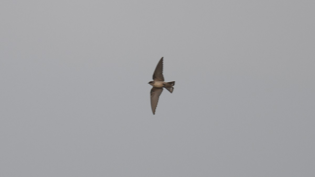 Rock Martin (Pale Crag-Martin) - ML620780114