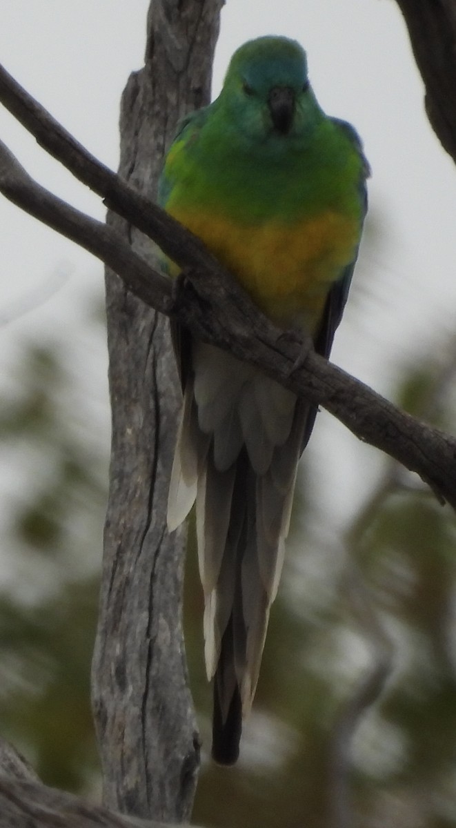 Red-rumped Parrot - ML620780115