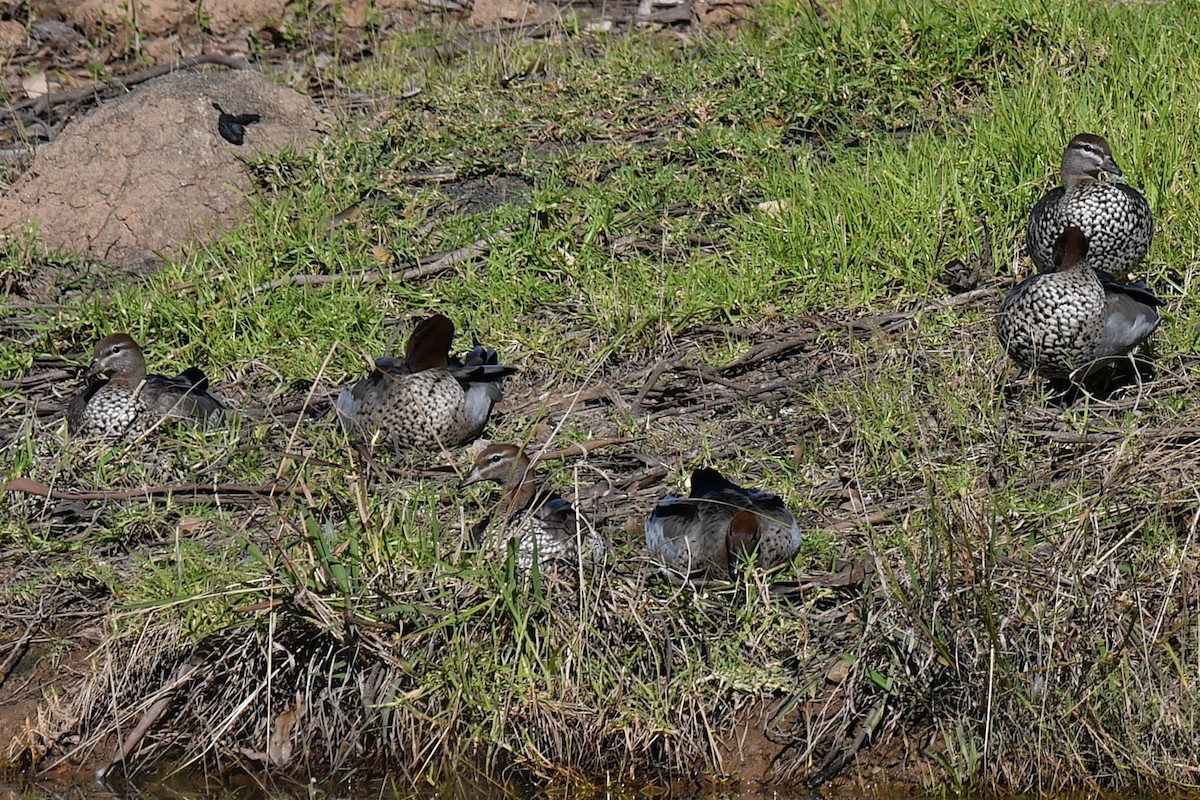 Canard à crinière - ML620780116