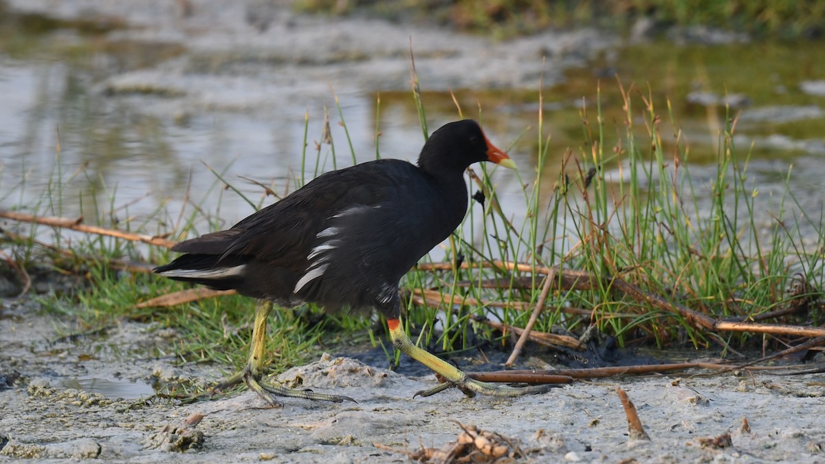 Eurasian Moorhen - ML620780118