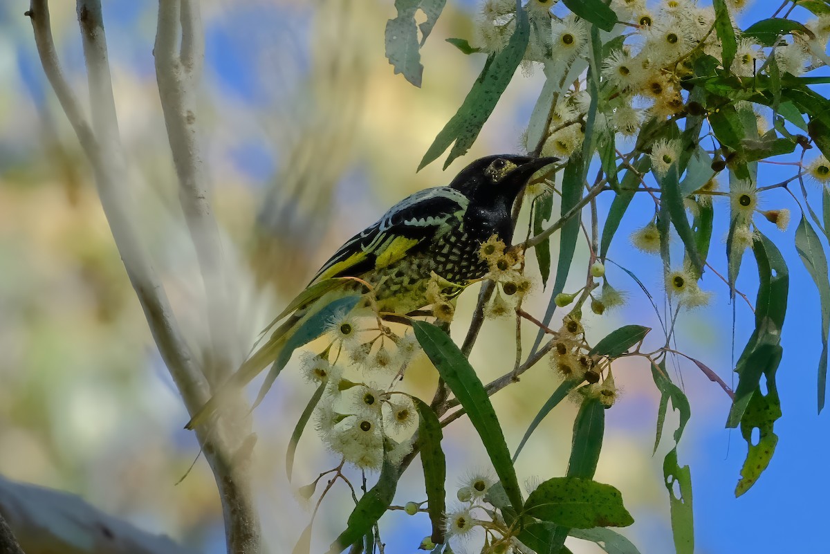 Regent Honeyeater - ML620780125