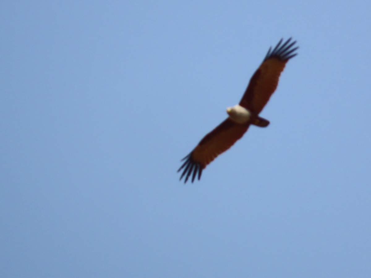 Brahminy Kite - ML620780133