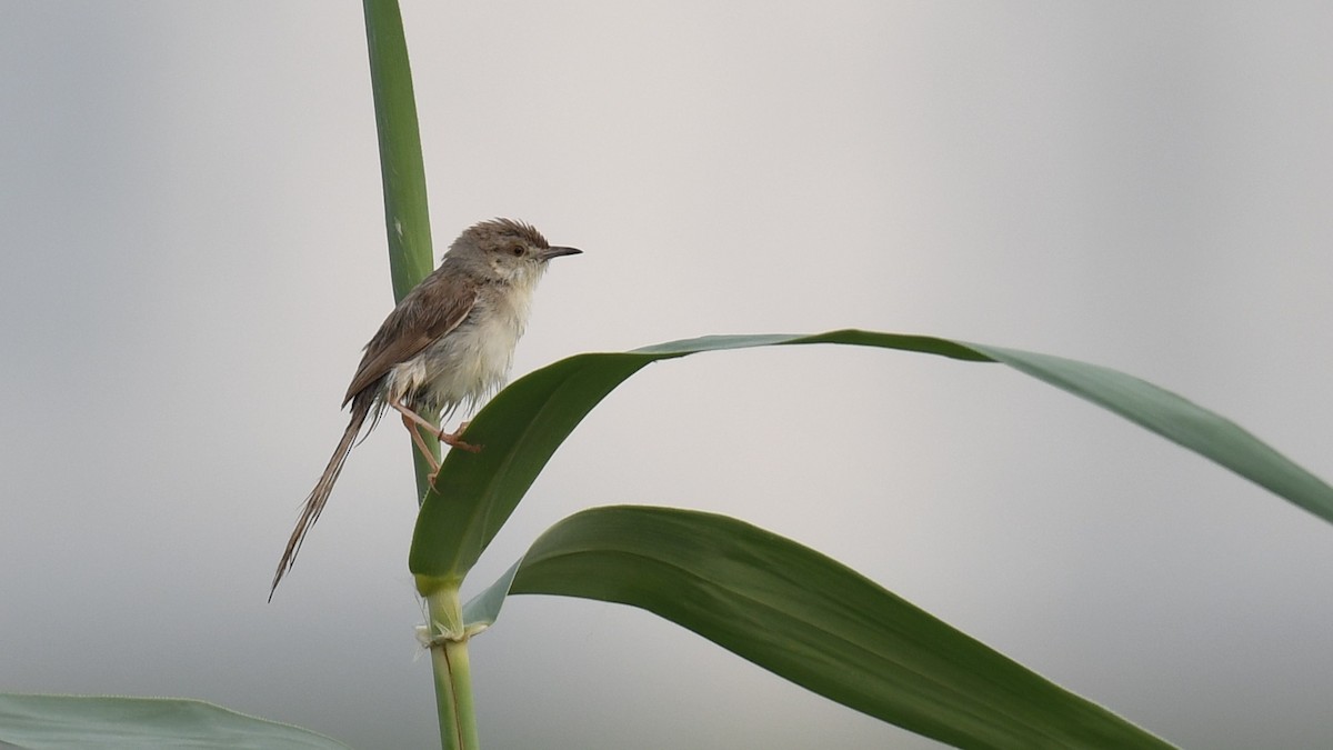 Delicate Prinia - Vlad Sladariu