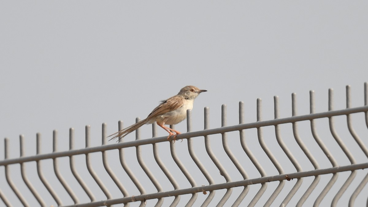 Delicate Prinia - ML620780139