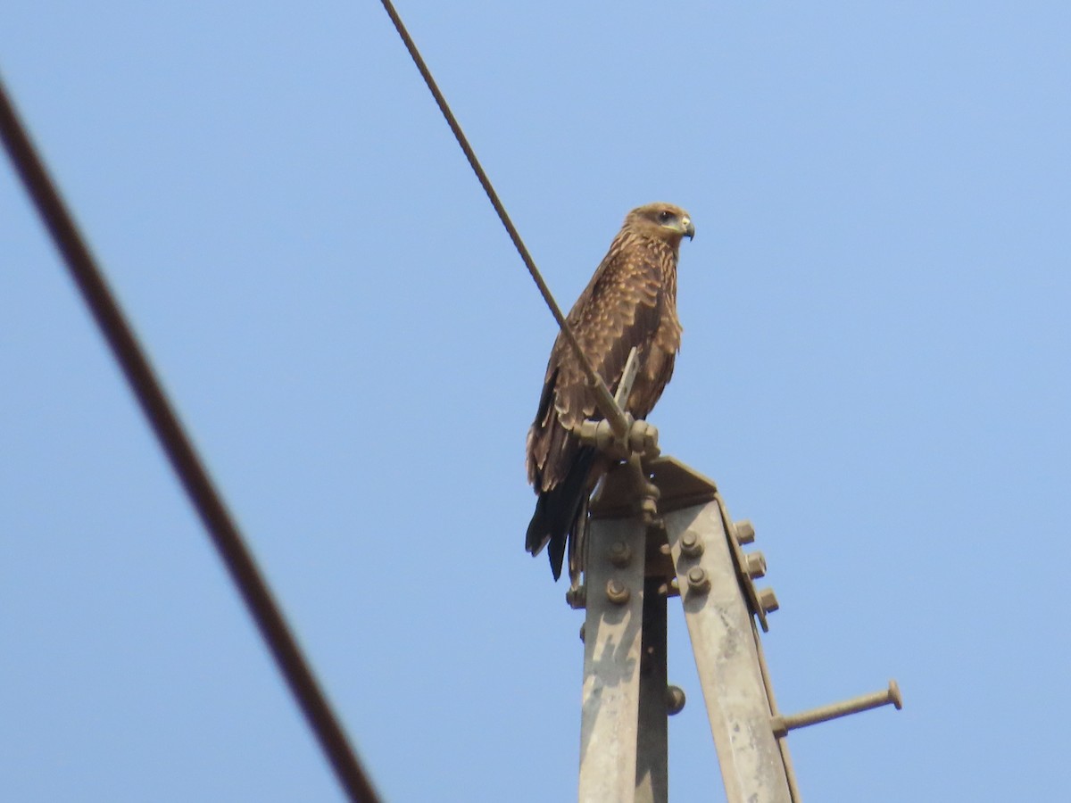 Brahminy Kite - Shilpa Gadgil