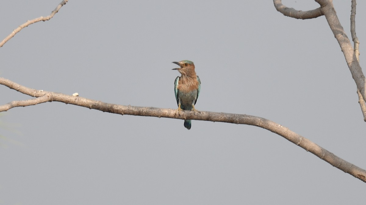 Indian Roller - ML620780143