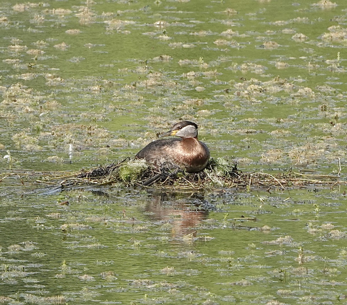 赤頸鸊鷉 - ML620780147