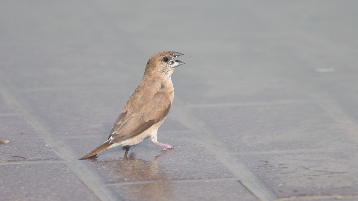 Indian Silverbill - ML620780152