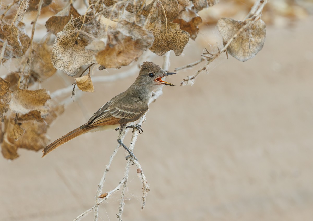 Brown-crested Flycatcher - ML620780153