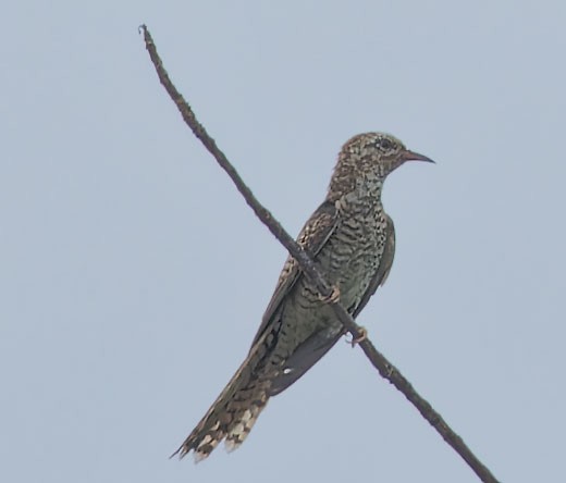 Plaintive Cuckoo - ML620780154