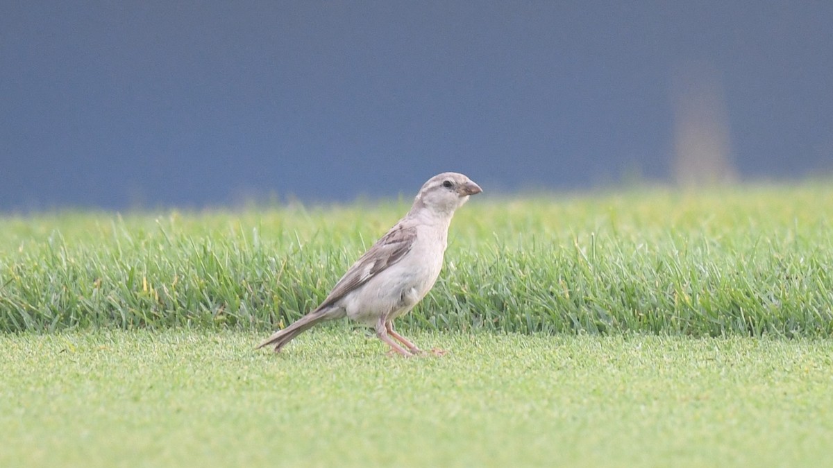 House Sparrow (Indian) - ML620780155