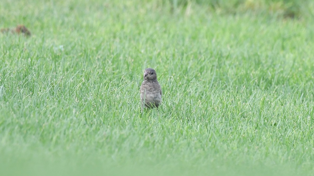 gråspurv (indicus gr.) - ML620780156