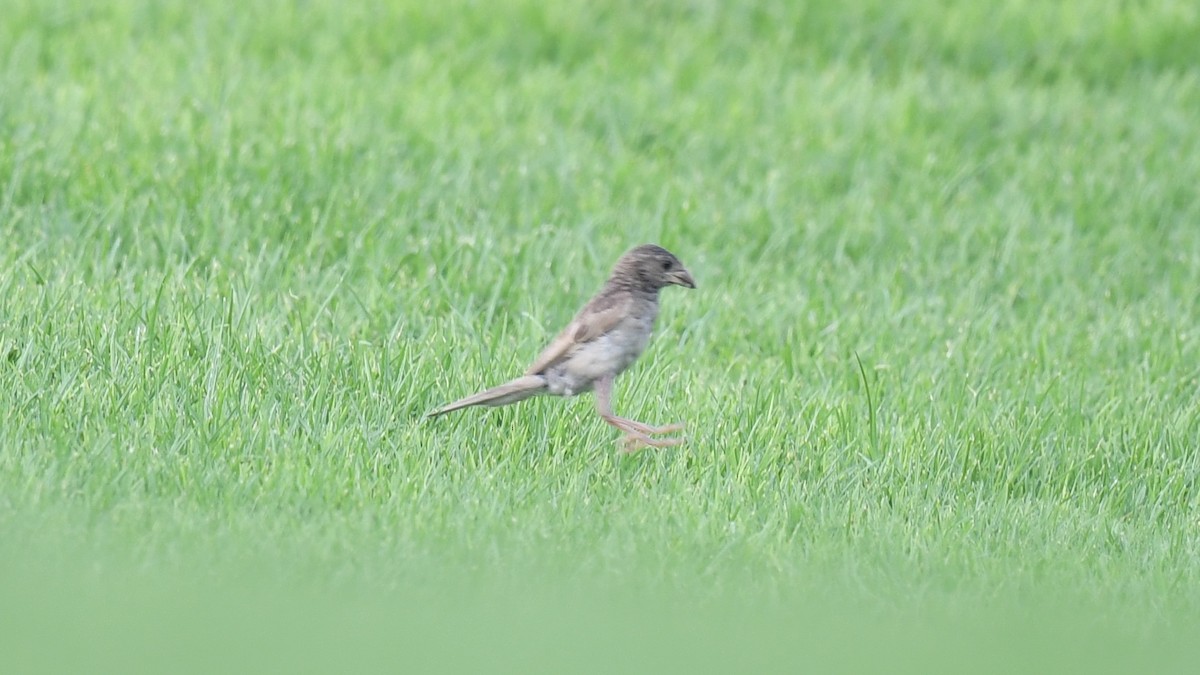 Moineau domestique (groupe indicus) - ML620780157