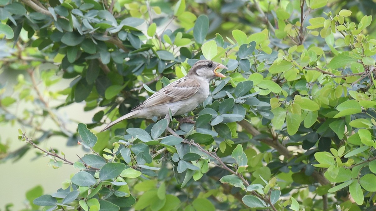 House Sparrow (Indian) - ML620780159
