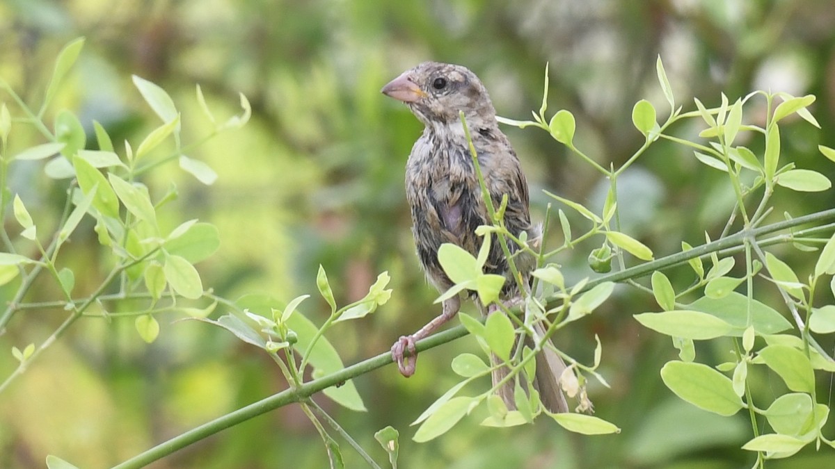 vrabec domácí [skupina indicus] - ML620780161