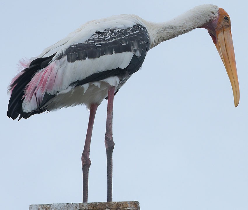 Painted Stork - ML620780166