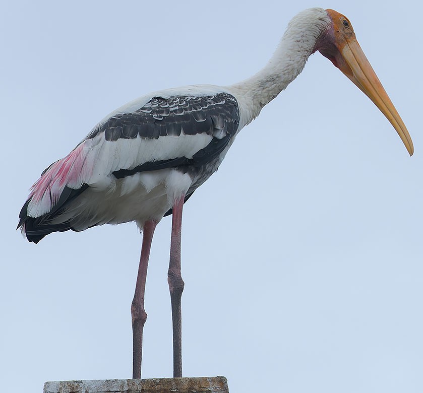 Painted Stork - ML620780168