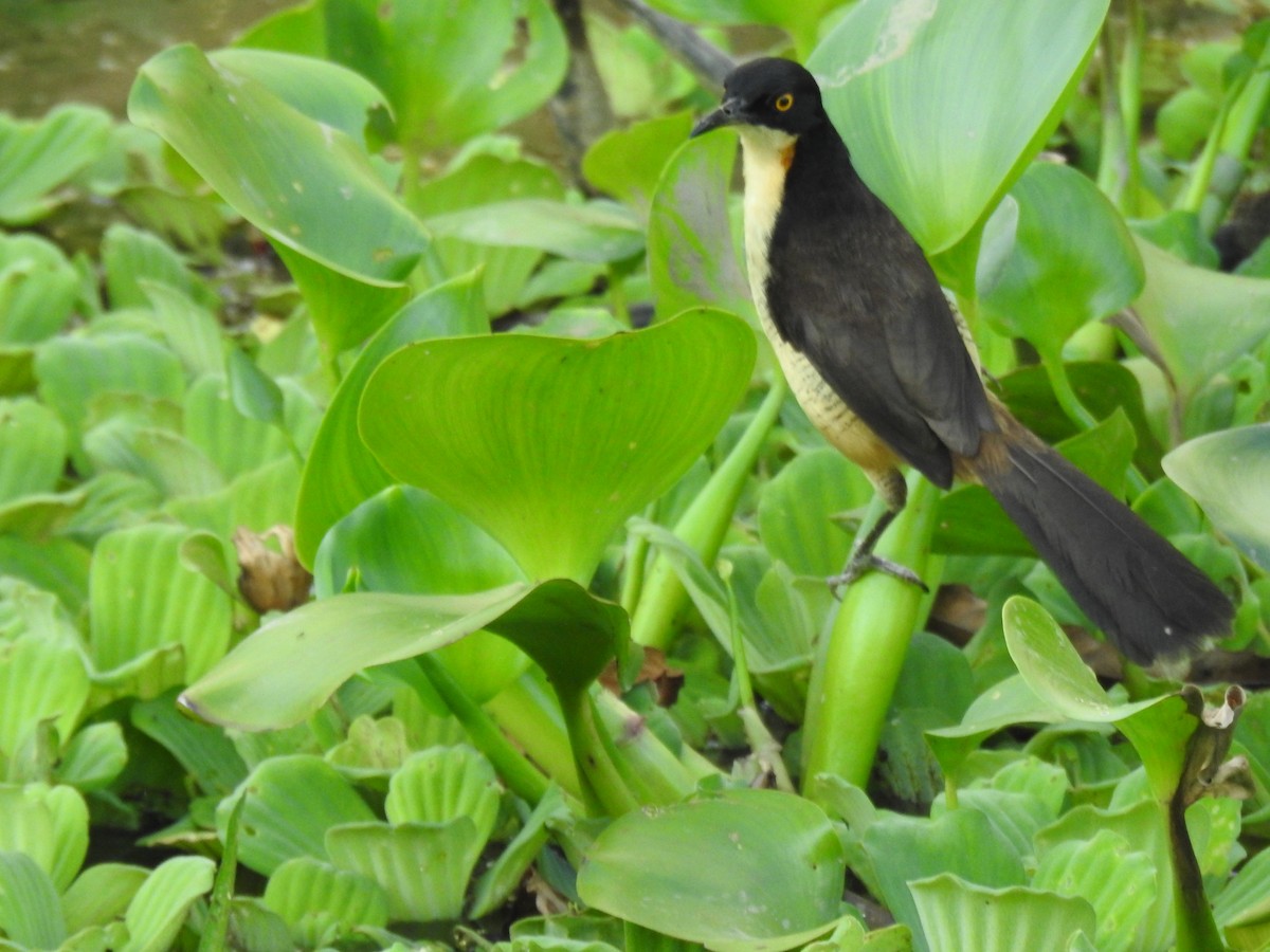 Black-capped Donacobius - ML620780183