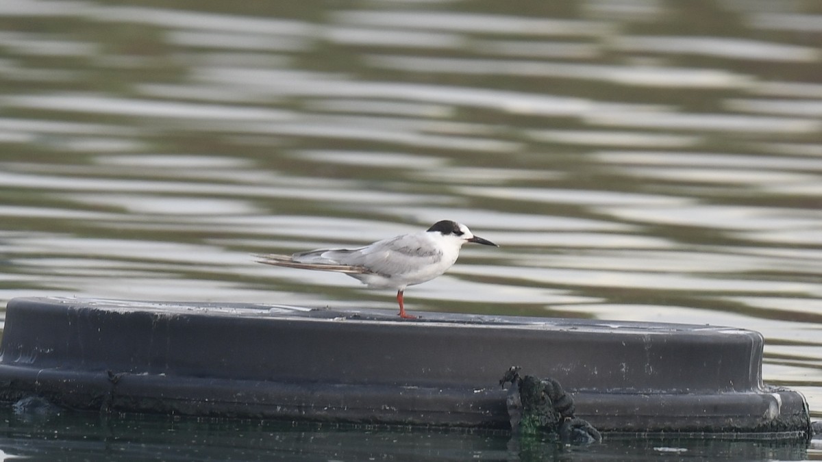 Common Tern - ML620780187