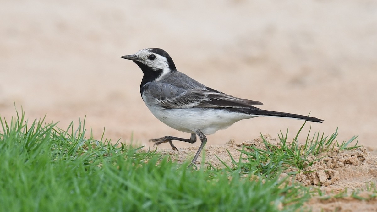 White Wagtail (White-faced) - ML620780189