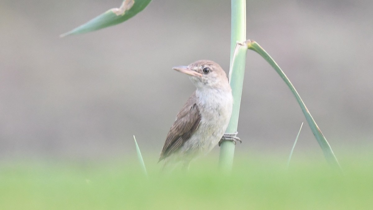 Clamorous Reed Warbler (Brown) - ML620780190