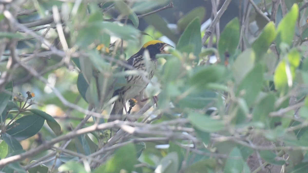 Streaked Weaver - ML620780194